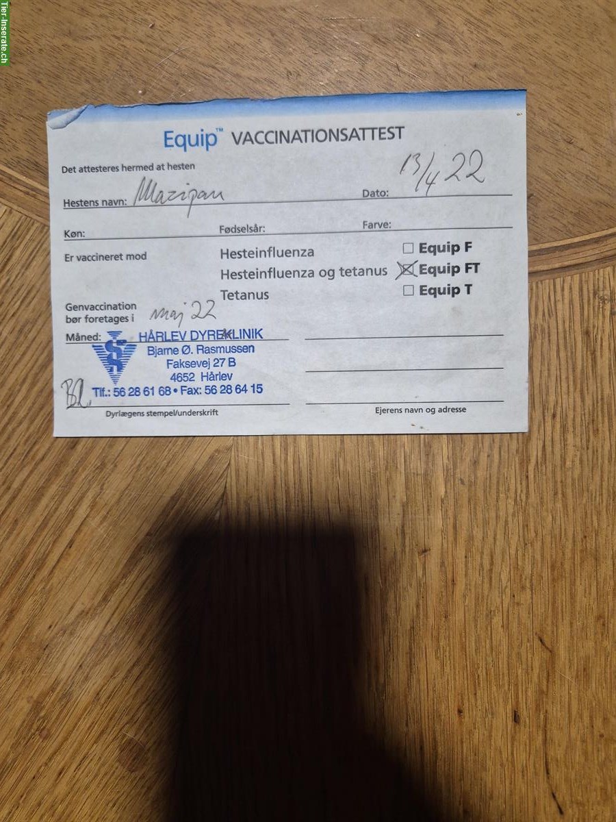 Bild 5: Lieber Jack Russell Rüde zu verkaufen