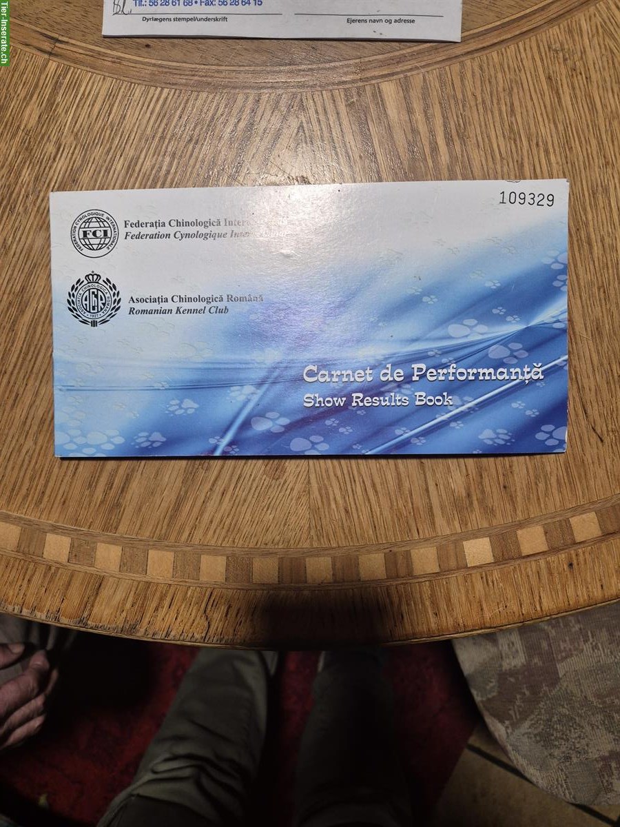 Bild 6: Lieber Jack Russell Rüde zu verkaufen