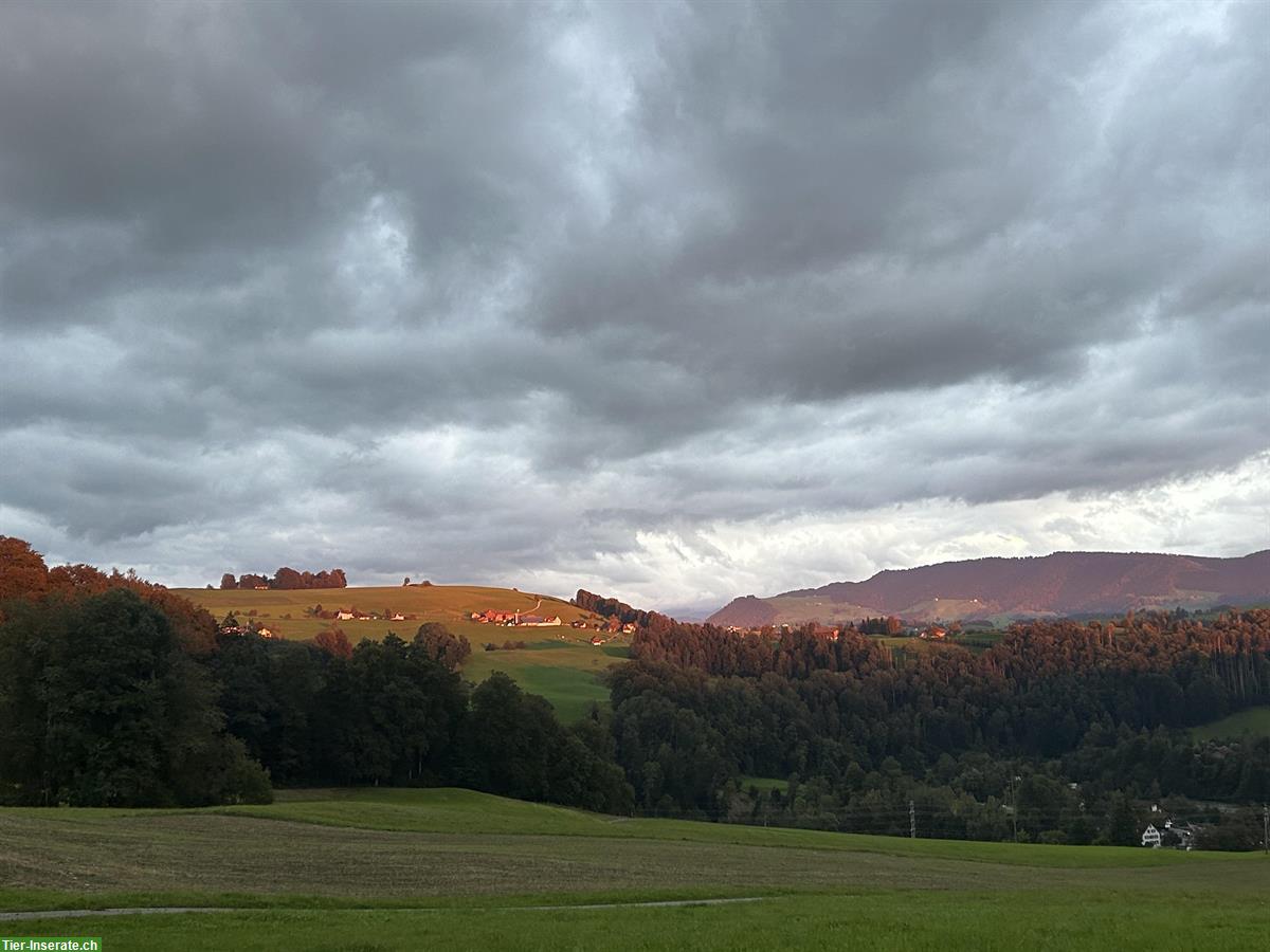Gesucht Platz im Offenstall, Region Oberwil BL