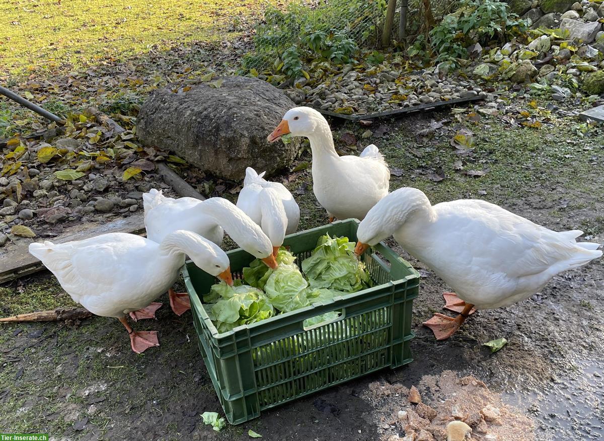 Diepholzer Gans gesucht in schönen Schwimmteich