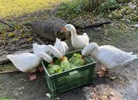 Diepholzer Gans gesucht in schönen Schwimmteich