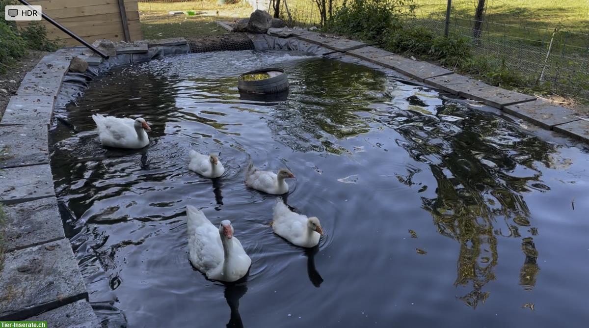Bild 2: Diepholzer Gans gesucht in schönen Schwimmteich