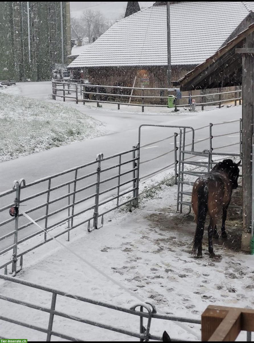 Verschiedene Pferde Plätze frei in Gruppenstall