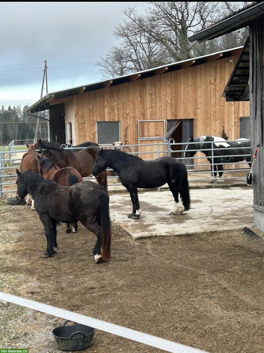 Bild 2: Verschiedene Pferde Plätze frei in Gruppenstall
