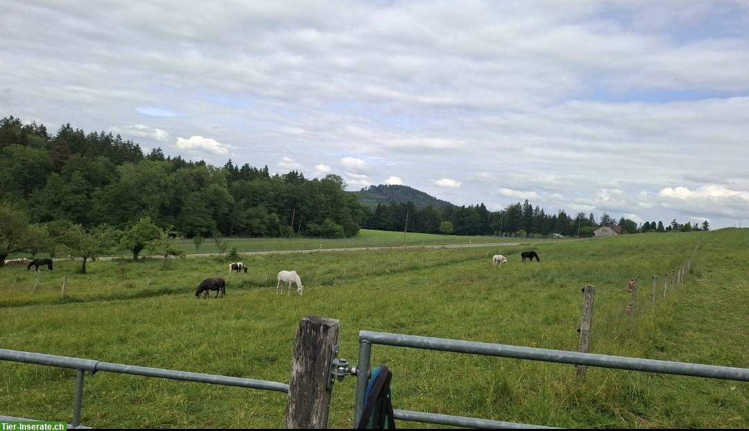 Bild 3: Verschiedene Pferde Plätze frei in Gruppenstall