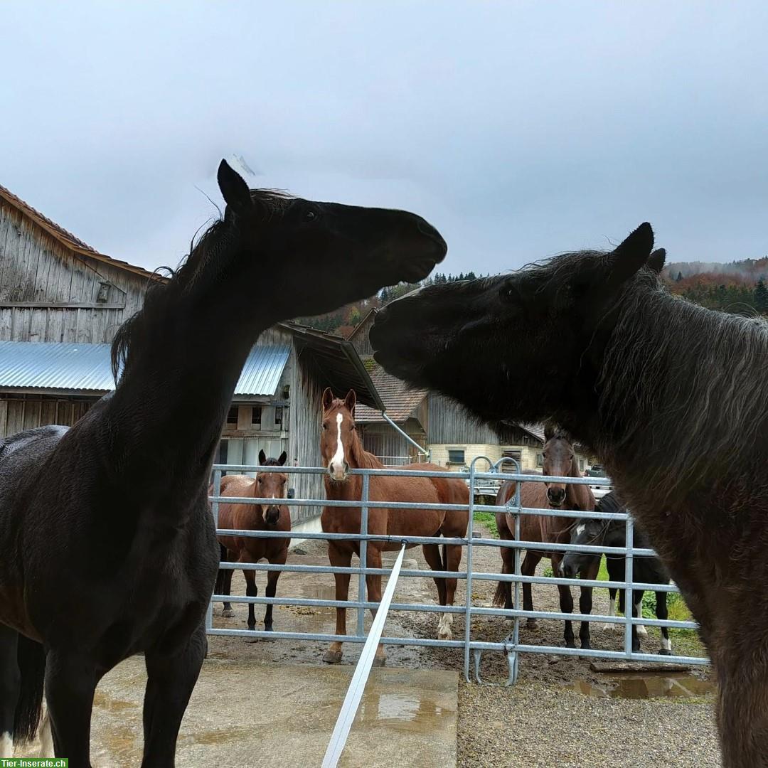 Bild 4: Verschiedene Pferde Plätze frei in Gruppenstall