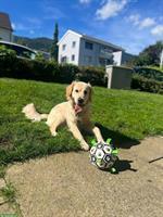 Golden Retriever Rüde sucht ein neues zu Hause