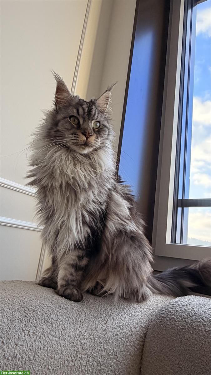 Reinrassige Maine Coon Weibchen, 2-jährig sucht neues Zuhause