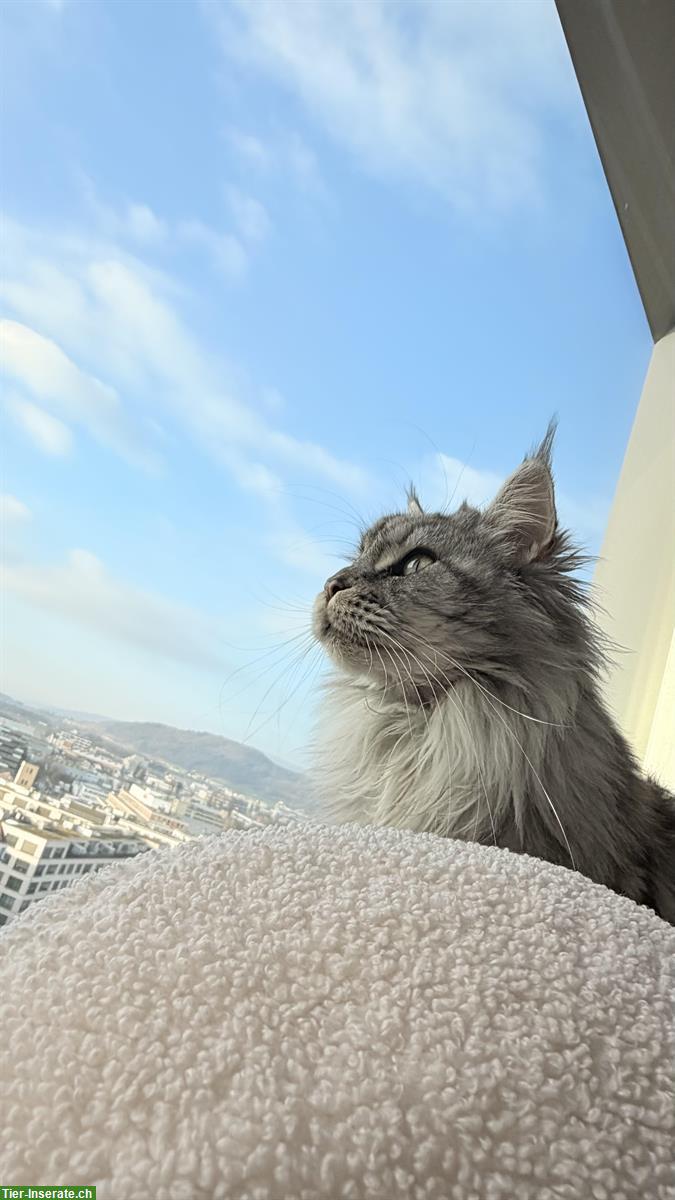 Bild 2: Reinrassige Maine Coon Weibchen, 2-jährig sucht neues Zuhause