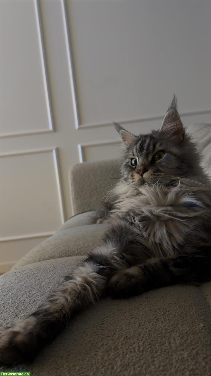 Bild 3: Reinrassige Maine Coon Weibchen, 2-jährig sucht neues Zuhause