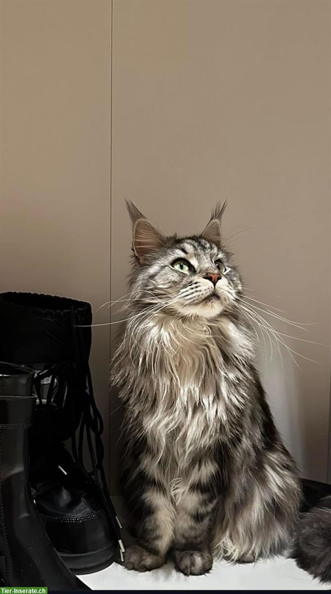 Bild 4: Reinrassige Maine Coon Weibchen, 2-jährig sucht neues Zuhause