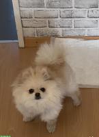 2 Zwergspitz (Pomeranian) Hündinnen