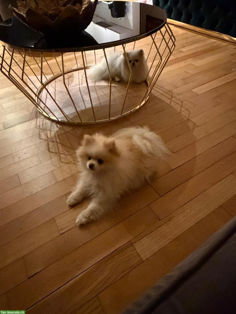 Bild 2: 2 Zwergspitz (Pomeranian) Hündinnen