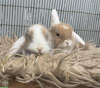 Junge Zwergwidder paarweise abzugeben