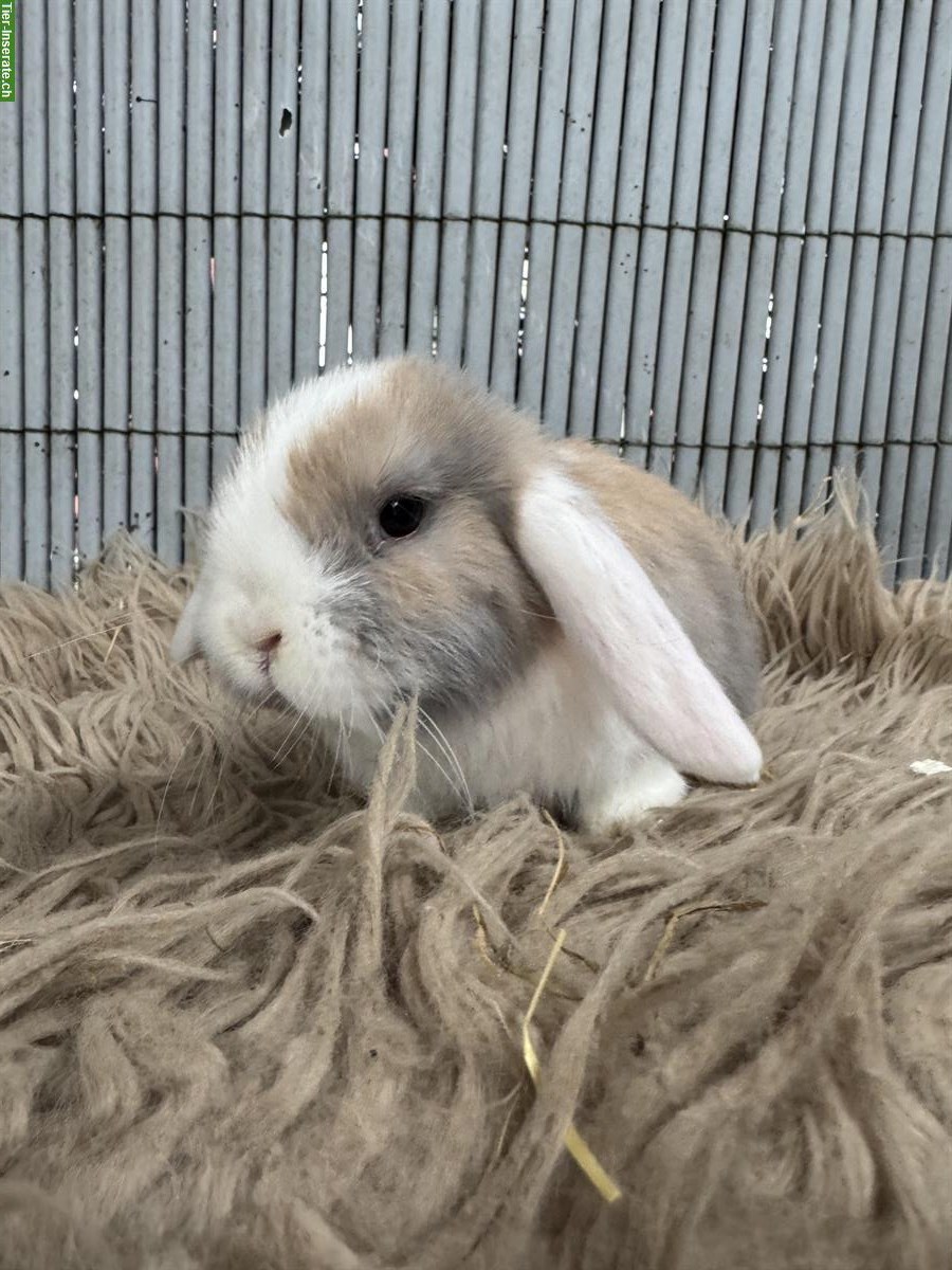 Bild 2: Junge Zwergwidder paarweise abzugeben