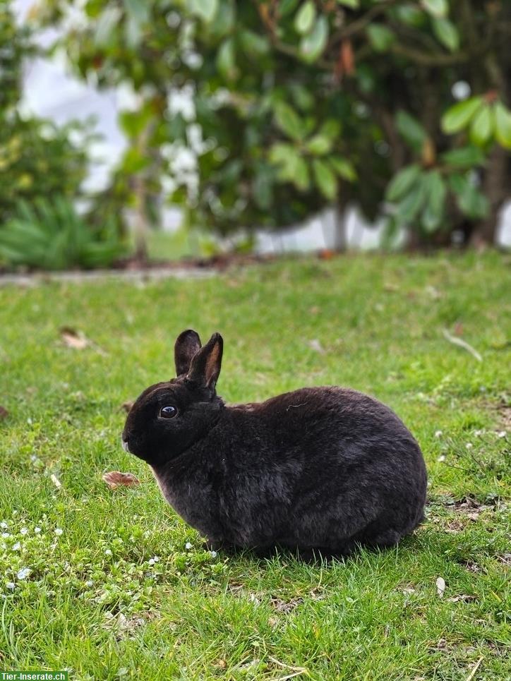 Suche 4-5-jähriges weibliches Zwergkaninchen