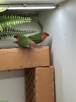 1.1 Rotkopf-Papageiamadinen, Jahrgang 2025