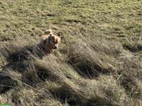 Hundebetreuung am Stadtrand von Bern