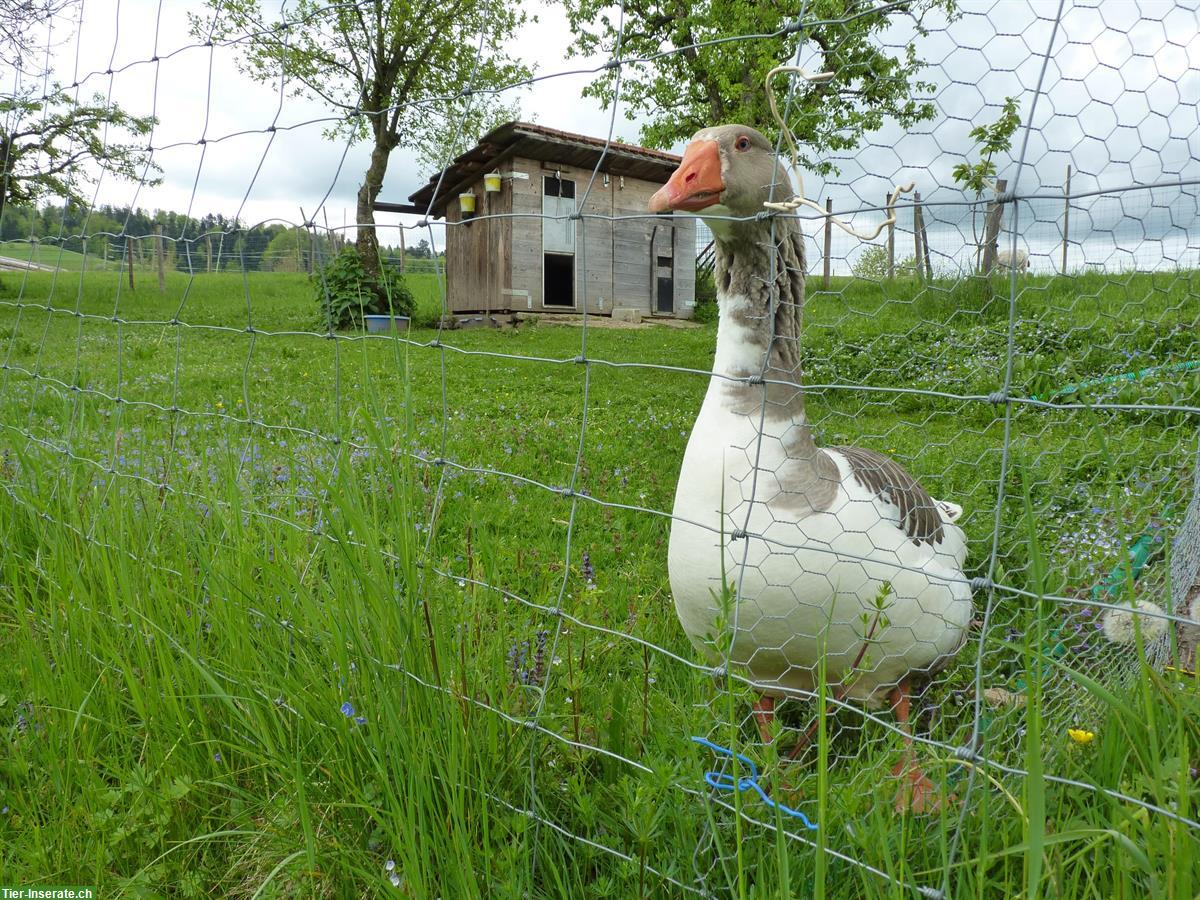 Gänse gesucht ODER Pommernganter abzugeben