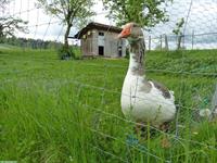 Gänse gesucht ODER Pommernganter abzugeben