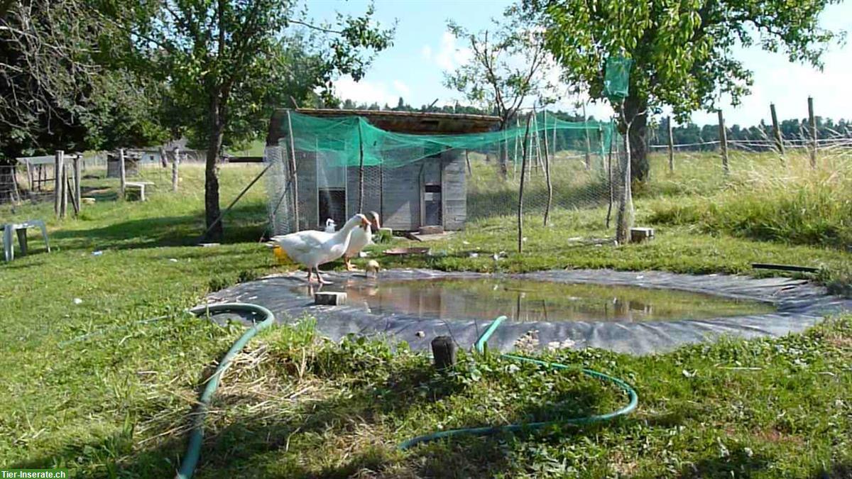 Bild 2: Gänse gesucht ODER Pommernganter abzugeben