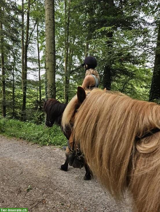 Reitbeteiligung am Wochenende gesucht, am liebsten Isländer