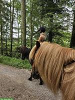 Reitbeteiligung am Wochenende gesucht, am liebsten Isländer