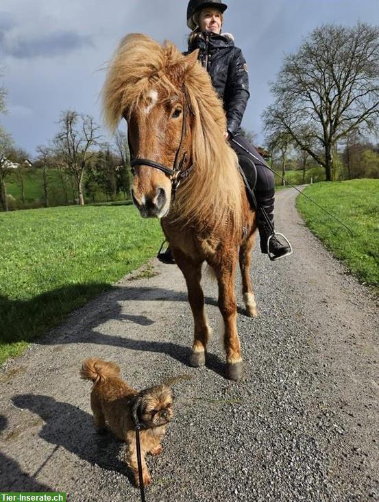 Bild 2: Reitbeteiligung am Wochenende gesucht, am liebsten Isländer