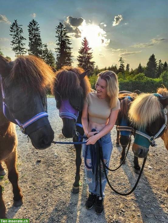 Bild 4: Reitbeteiligung am Wochenende gesucht, am liebsten Isländer