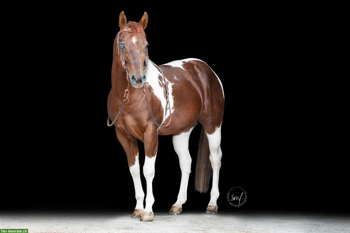 Bild 2: Paint Horse Deckhengst im Natursprung 100% Farbgarantie