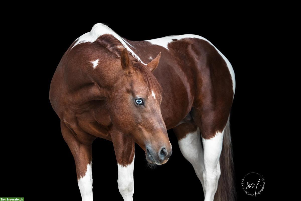 Bild 3: Paint Horse Deckhengst im Natursprung 100% Farbgarantie