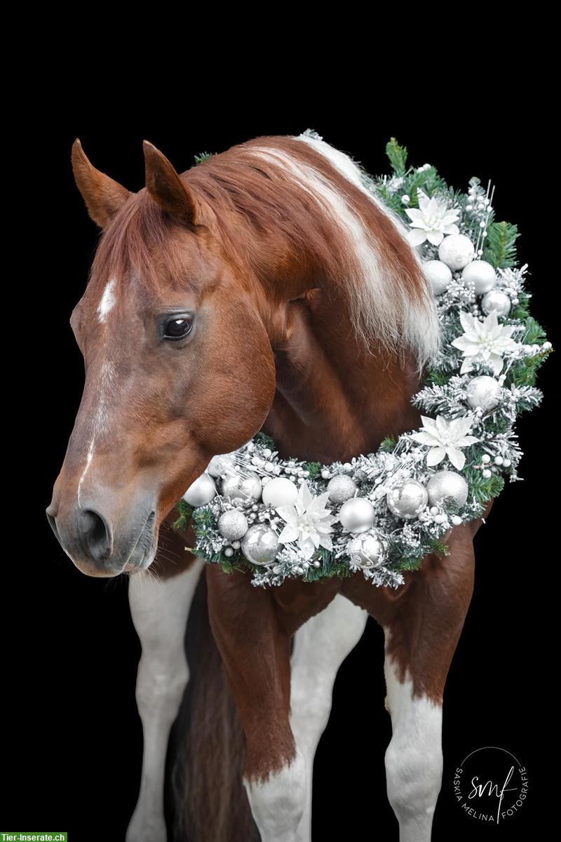 Bild 5: Paint Horse Deckhengst im Natursprung 100% Farbgarantie