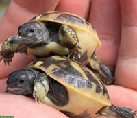 Griechische Landschildkröten Babys (2025) aus Zucht