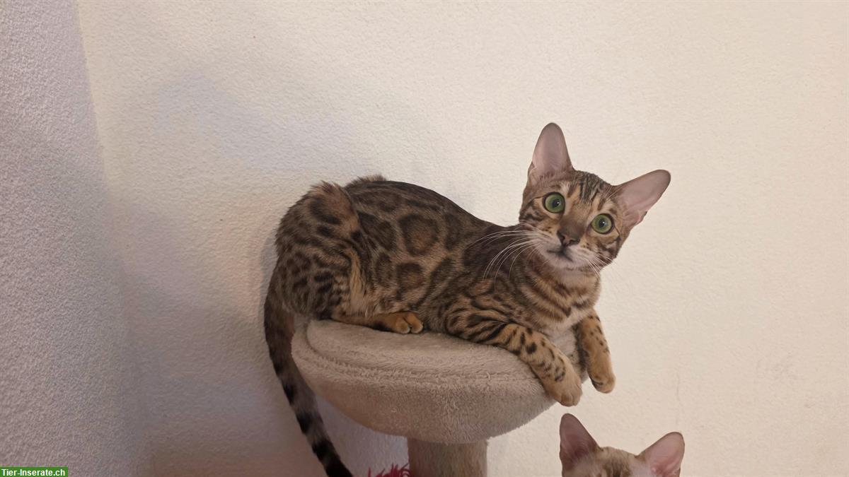 Bengal Katze 8 Monate alt zu verkaufen