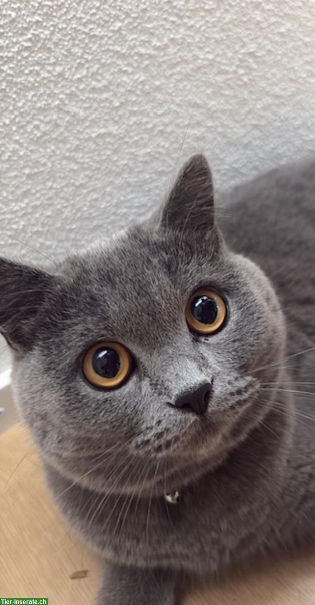 Deckkater Britisch Kurzhaar, 1 Jahr alt