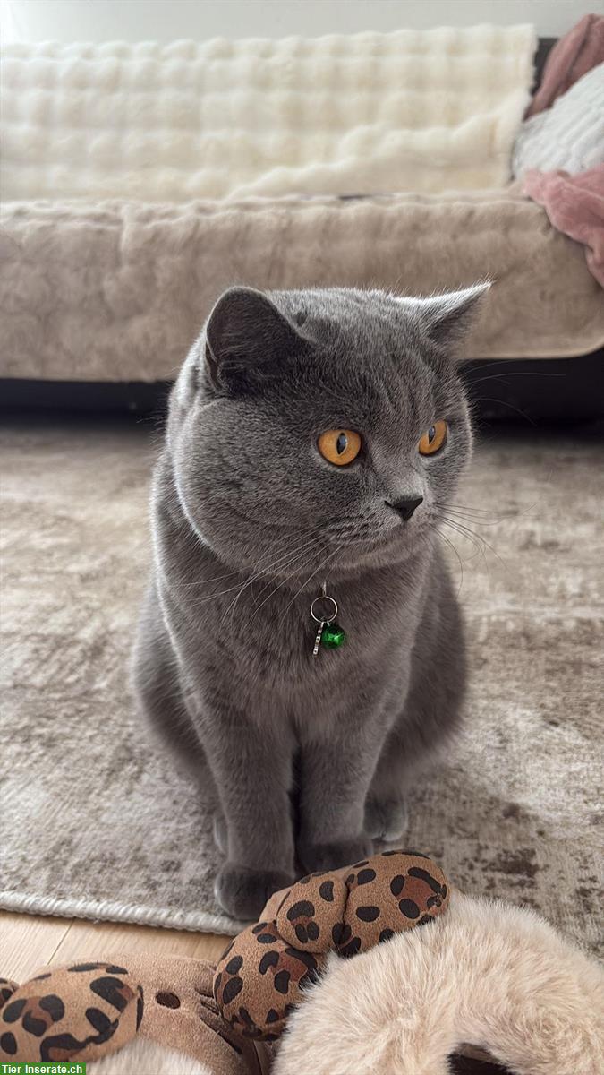 Bild 2: Deckkater Britisch Kurzhaar, 1 Jahr alt