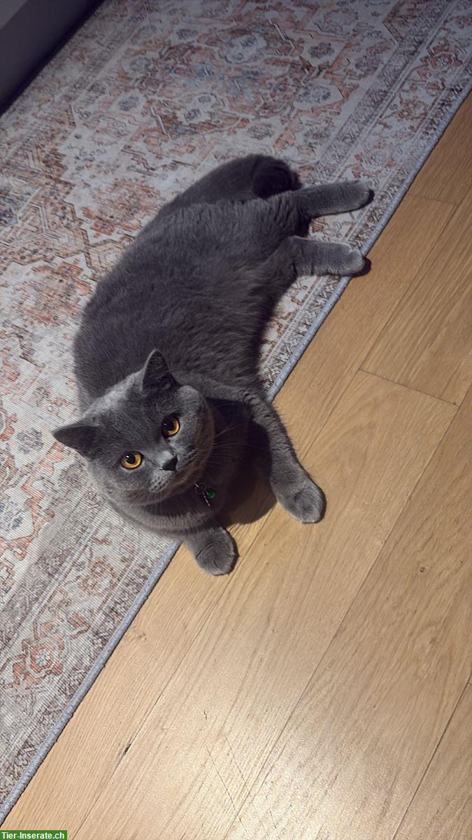 Bild 3: Deckkater Britisch Kurzhaar, 1 Jahr alt