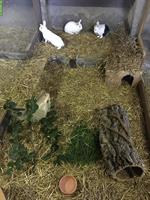 Ferienbetreuung für Kaninchen, Meeris & Hühner auf dem Weidhof