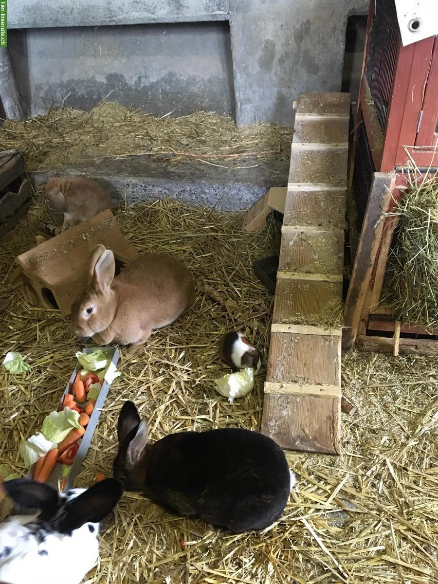Bild 2: Ferienbetreuung für Kaninchen, Meeris & Hühner auf dem Weidhof