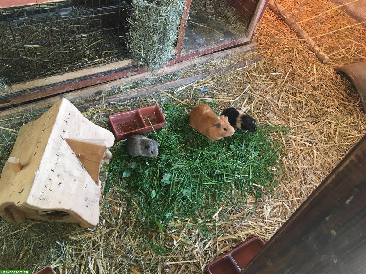 Bild 4: Ferienbetreuung für Kaninchen, Meeris & Hühner auf dem Weidhof