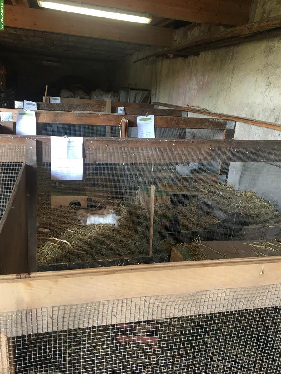 Bild 6: Ferienbetreuung für Kaninchen, Meeris & Hühner auf dem Weidhof