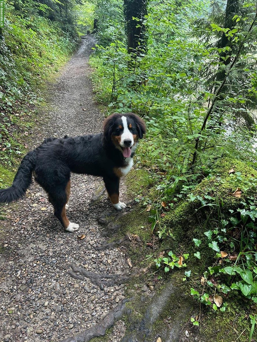 1-jähriger Berner Sennenhund Rüde zu verkaufen