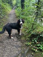1-jähriger Berner Sennenhund Rüde zu verkaufen