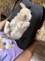 Handzahme Kaninchenbabys suche ein Zuhause