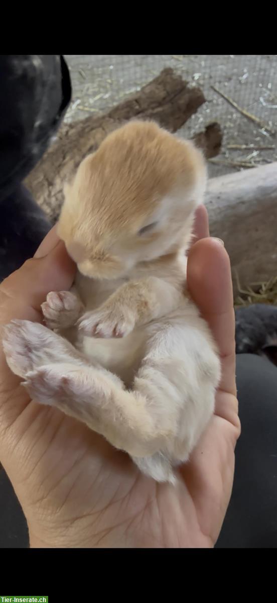 Bild 2: Handzahme Kaninchenbabys suche ein Zuhause