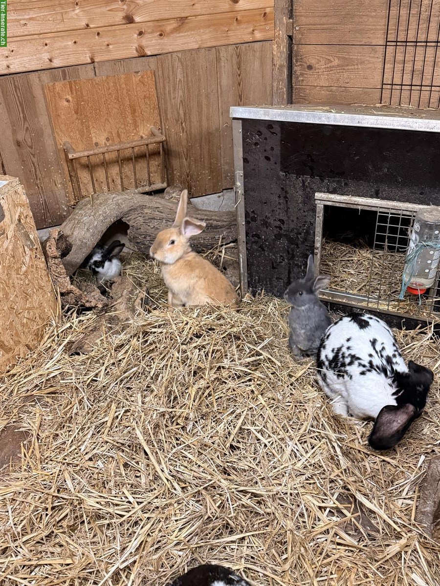 Bild 3: Handzahme Kaninchenbabys suche ein Zuhause