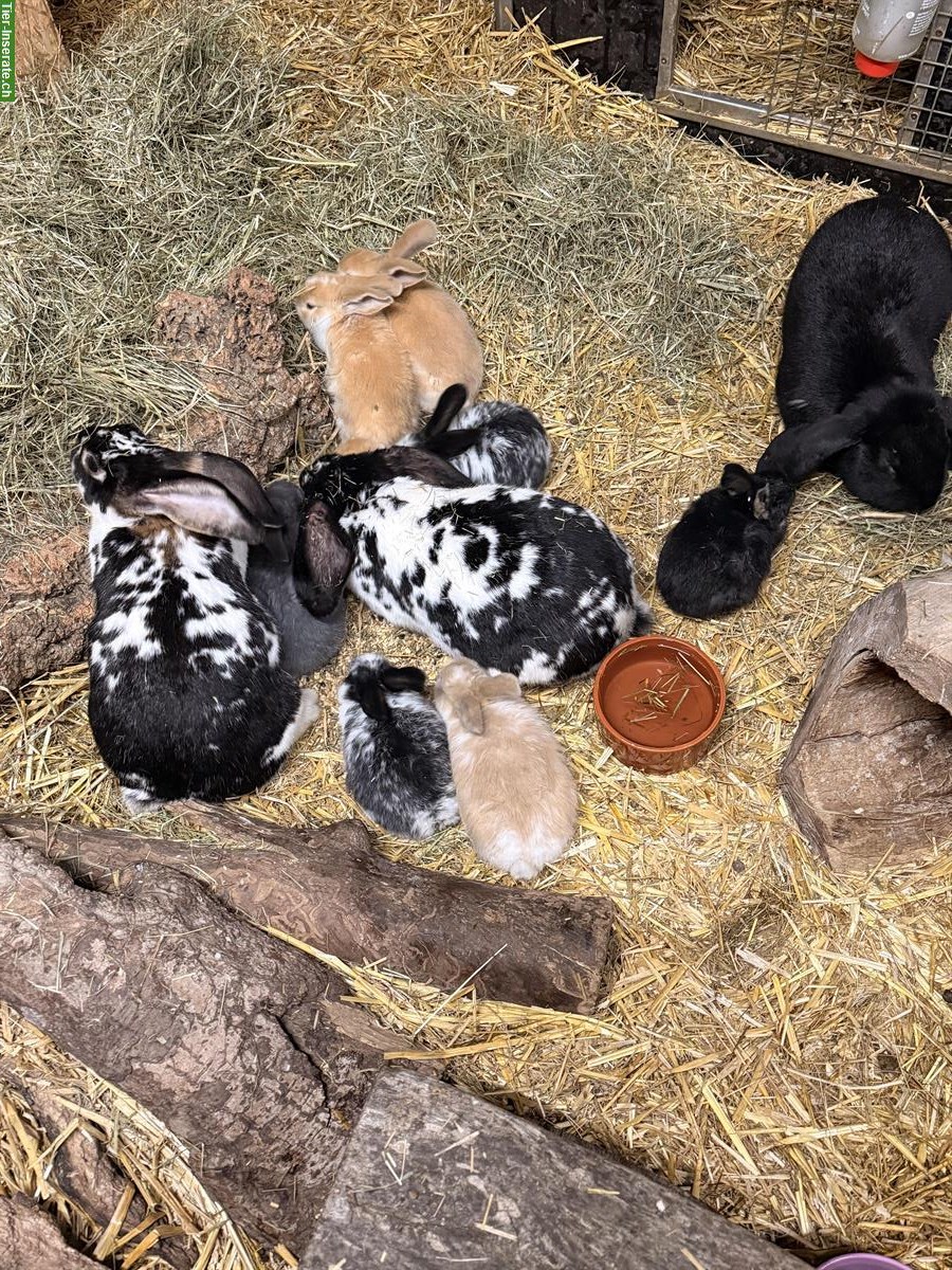 Bild 6: Handzahme Kaninchenbabys suche ein Zuhause