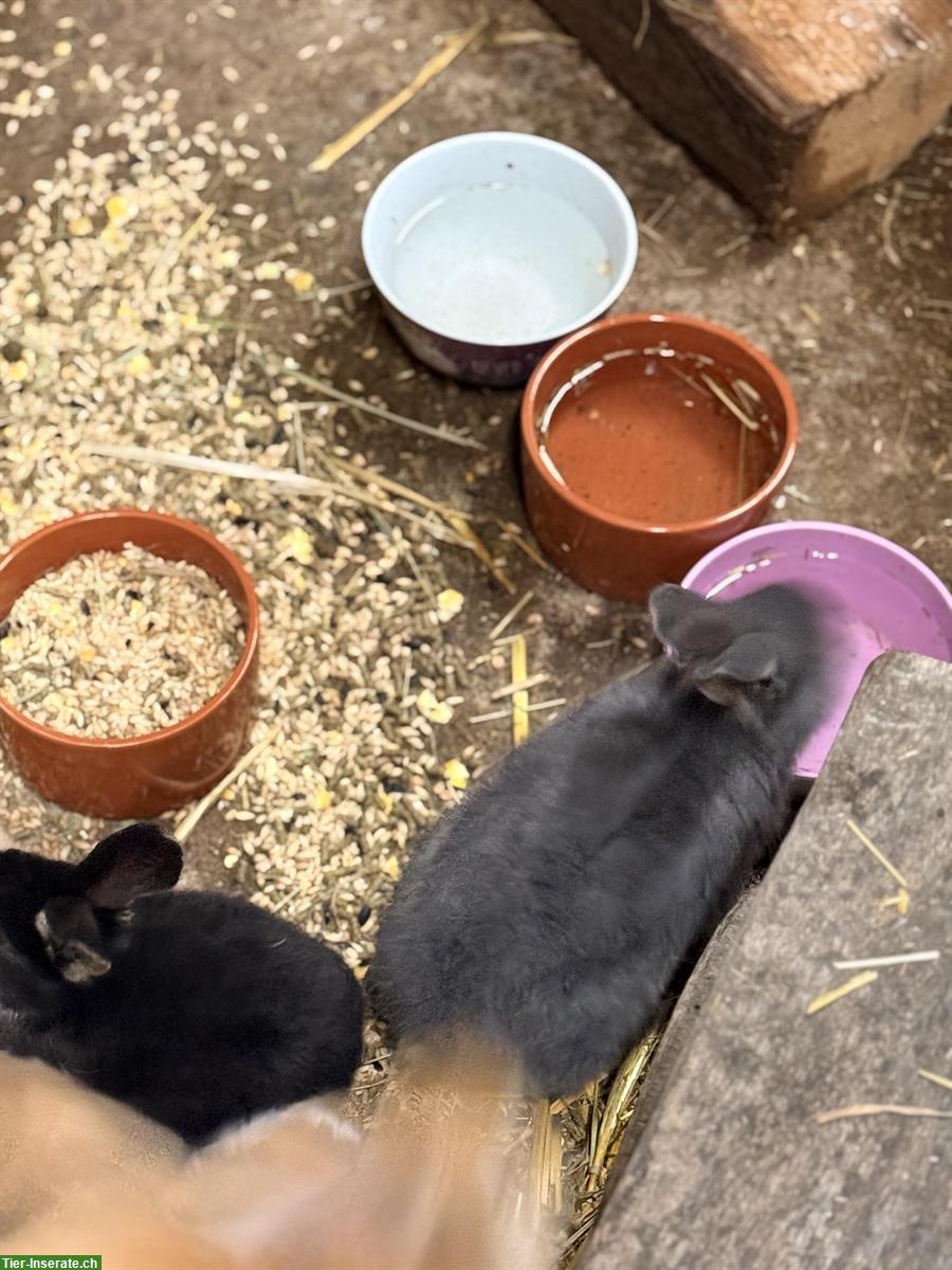 Bild 7: Handzahme Kaninchenbabys suche ein Zuhause