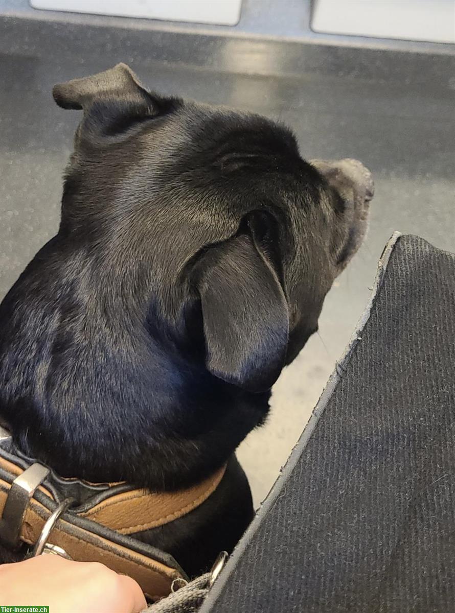 Bild 2: 🐶 Zuverlässige Hundesitterin in Winterthur 🐶