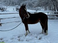 Deutsches Reitpony, hübscher gutmütiger Wallach